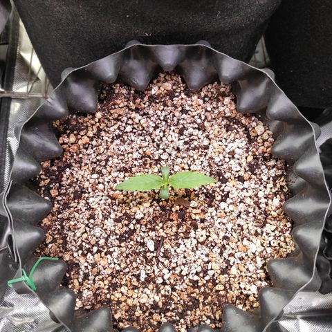White kryptonite growlog timeline photo