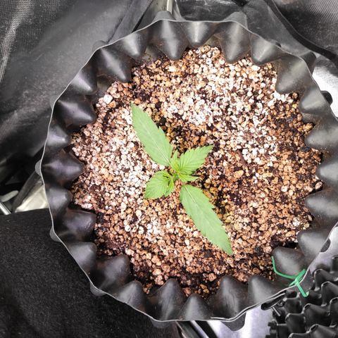 White kryptonite growlog timeline photo