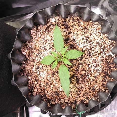 White kryptonite growlog timeline photo