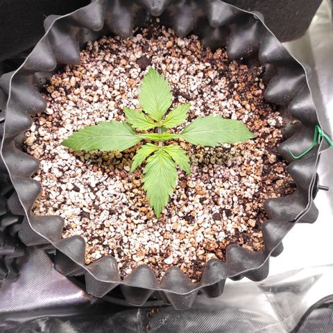 White kryptonite growlog timeline photo