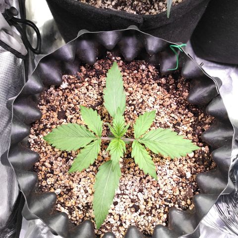 White kryptonite growlog timeline photo