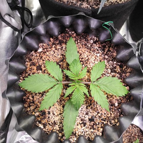 White kryptonite growlog timeline photo