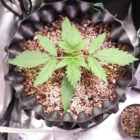 White kryptonite growlog timeline photo
