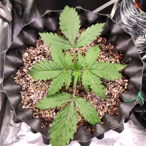 White kryptonite growlog timeline photo