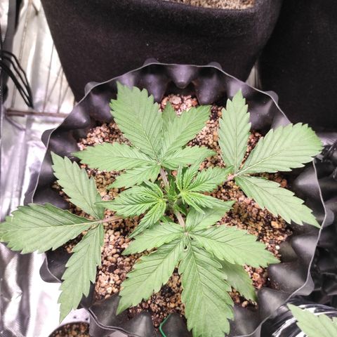 White kryptonite growlog timeline photo