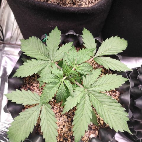 White kryptonite growlog timeline photo