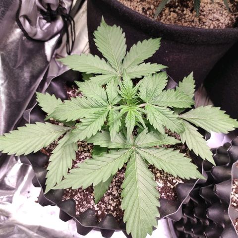 White kryptonite growlog timeline photo