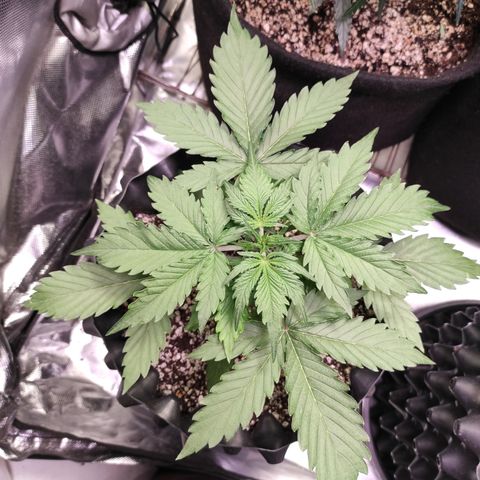 White kryptonite growlog timeline photo