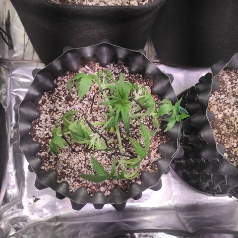 White kryptonite growlog timeline photo