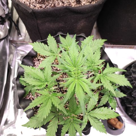 White kryptonite growlog timeline photo