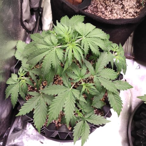 White kryptonite growlog timeline photo