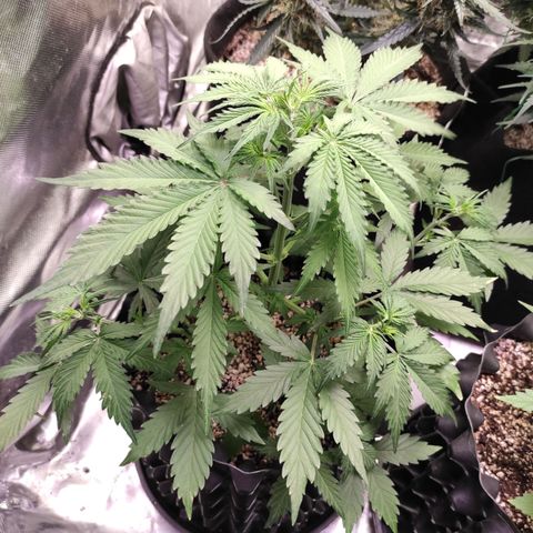 White kryptonite growlog timeline photo