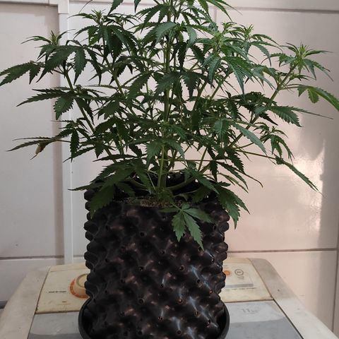 White kryptonite growlog timeline photo