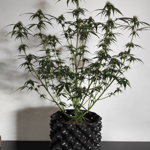 White kryptonite growlog timeline photo