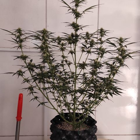 White kryptonite growlog timeline photo