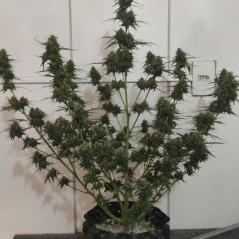 White kryptonite growlog timeline photo