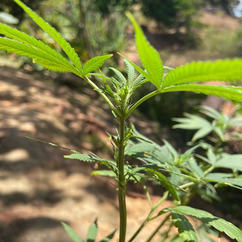ZBZ 6 growlog photo: As pontas das folhas aparenta excesso de fertilizantes 
