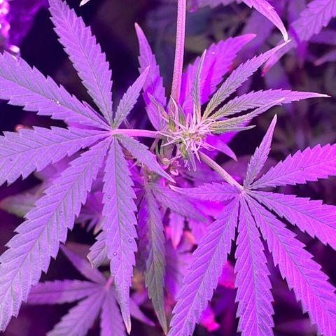ZBZ 6 growlog photo: 25 dia de Floração 