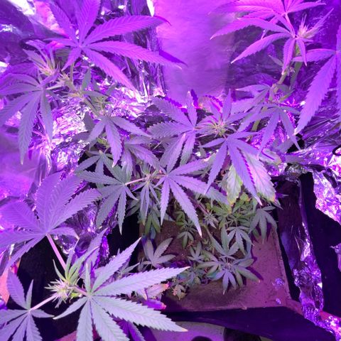 ZBZ 6 growlog photo: 25 dia de Floração 