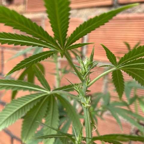 ZBZ 6 growlog photo: 25 dia de Floração 