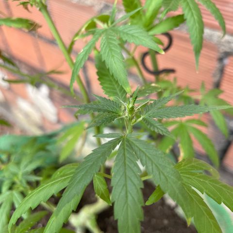 ZBZ 6 growlog photo: 25 dia de Floração 
