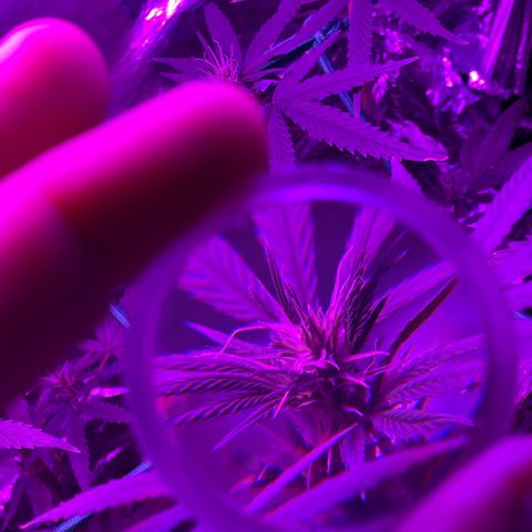 ZBZ 6 growlog timeline photo