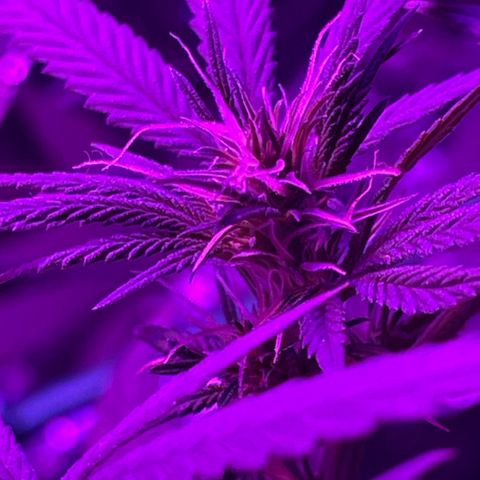 ZBZ 6 growlog timeline photo