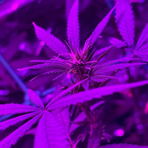 ZBZ 6 growlog timeline photo