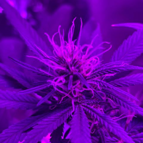 ZBZ 6 growlog photo: 3 semanas de flora 
