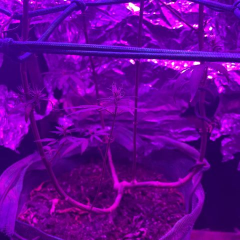 ZBZ 6 growlog photo: 3 semanas de flora 
