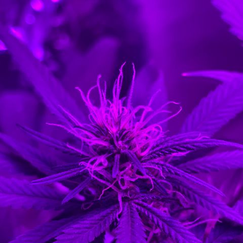 ZBZ 6 growlog photo: 3 semanas de flora 