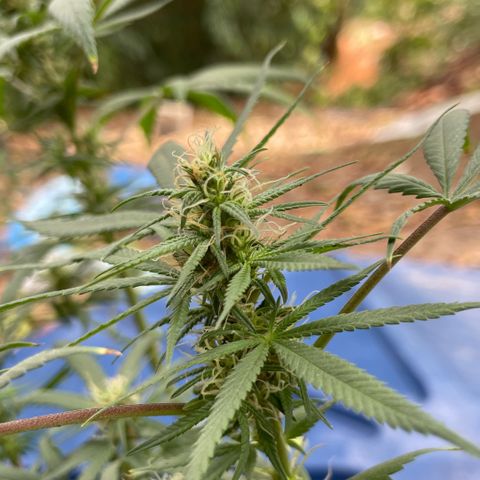 ZBZ 6 growlog photo: Entrando na 5 semana, agoei com pouco fertilizante tava muito seco o solo 
