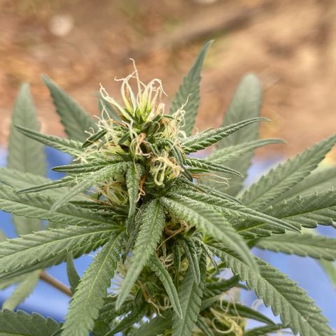 ZBZ 6 growlog photo: Entrando na 5 semana, agoei com pouco fertilizante tava muito seco o solo 