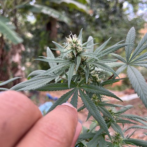 ZBZ 6 growlog photo: Entrando na 5 semana, agoei com pouco fertilizante tava muito seco o solo 