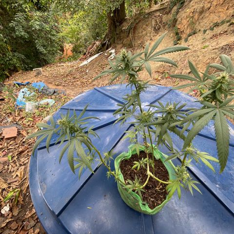 ZBZ 6 growlog photo: Entrando na 5 semana, agoei com pouco fertilizante tava muito seco o solo 