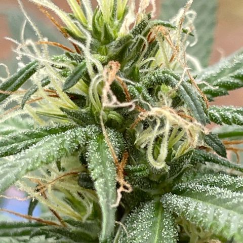 ZBZ 6 growlog photo: Entrando na 5 semana, agoei com pouco fertilizante tava muito seco o solo 