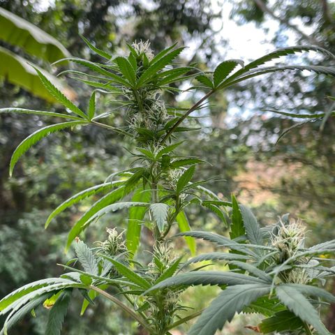 ZBZ 6 growlog photo: Entrando na 5 semana, agoei com pouco fertilizante tava muito seco o solo 