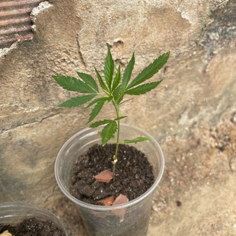 KN growlog photo: Tá no outdoor pq tenho outra em floração na estufa, coloquei um pouco de fertilizante pra crescer 