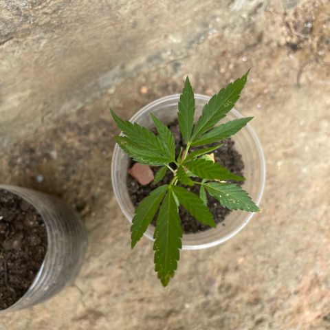 KN growlog photo: Tá no outdoor pq tenho outra em floração na estufa, coloquei um pouco de fertilizante pra crescer 