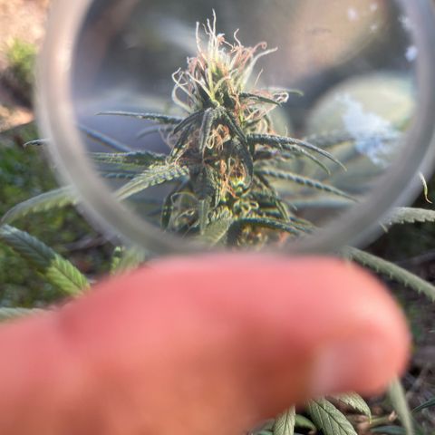 ZBZ 6 growlog timeline photo
