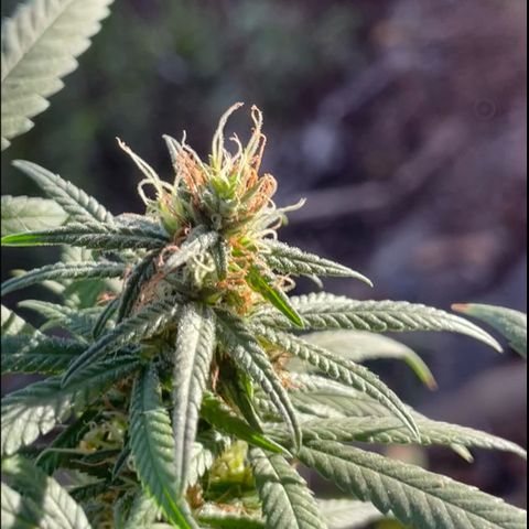 ZBZ 6 growlog timeline photo