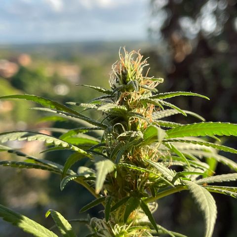 ZBZ 6 growlog timeline photo