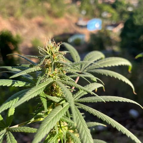 ZBZ 6 growlog timeline photo