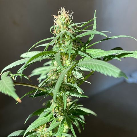 ZBZ 6 growlog timeline photo
