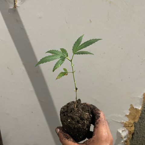 KN growlog photo: Troquei de vaso, perdeu um pouco de raiz no processo 