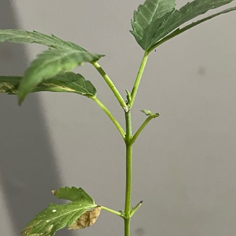 KN growlog photo: Troquei de vaso, perdeu um pouco de raiz no processo 
