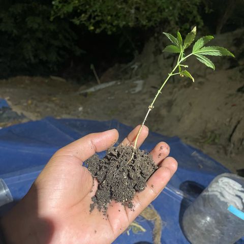 KN growlog photo: Troquei de vaso, perdeu um pouco de raiz no processo 