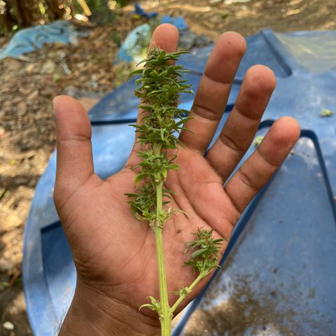 ZBZ 6 growlog photo: Colhido com 10 semanas de Floração 🌳
