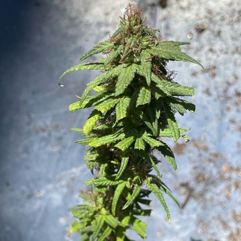 ZBZ 6 growlog photo: Colhido com 10 semanas de Floração 🌳