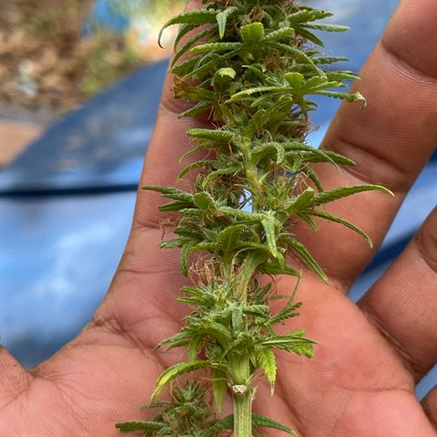ZBZ 6 growlog photo: Colhido com 10 semanas de Floração 🌳